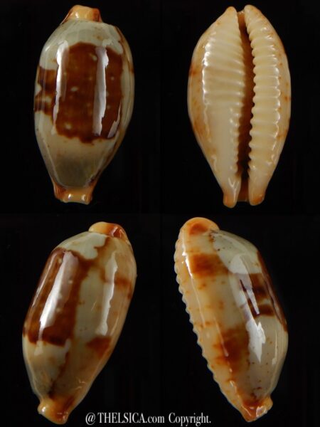 Bistolida stolida " Olango " 31,10 mm Gem-0