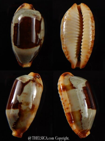 Bistolida stolida " Olango " 31,60 mm Gem-0
