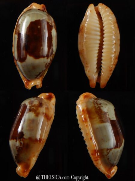 Bistolida stolida " Olango " 31,75 mm Gem-0