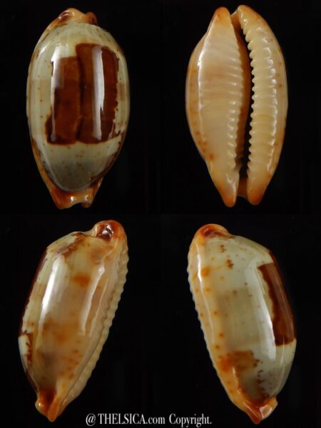 Bistolida stolida aureliae " Big size " 29,33 mm Gem-0