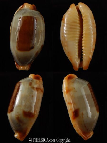 Bistolida stolida aureliae " Giant size " 32,8 mm Gem-0
