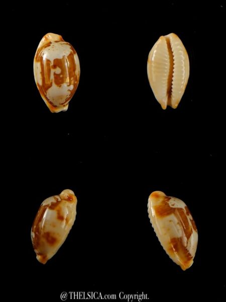 Bistolida stolida crossei ...DWARF ... 19,30 mm Gem -0