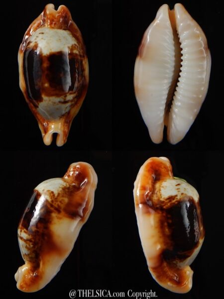 Bistolida stolida crossei N&R 38,67 mm Gem-0