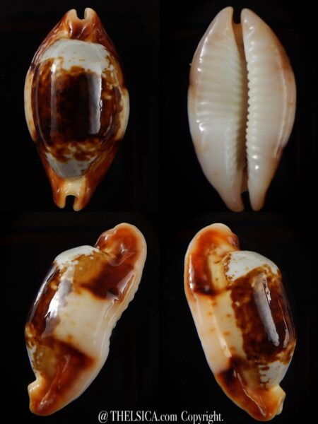 Bistolida stolida crossei N&R 38 mm Gem-0