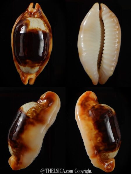 Bistolida stolida crossei N&R 39,48 mm Gem-0