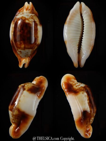 Bistolida stolida crossei N&R 42,87 mm Gem-0