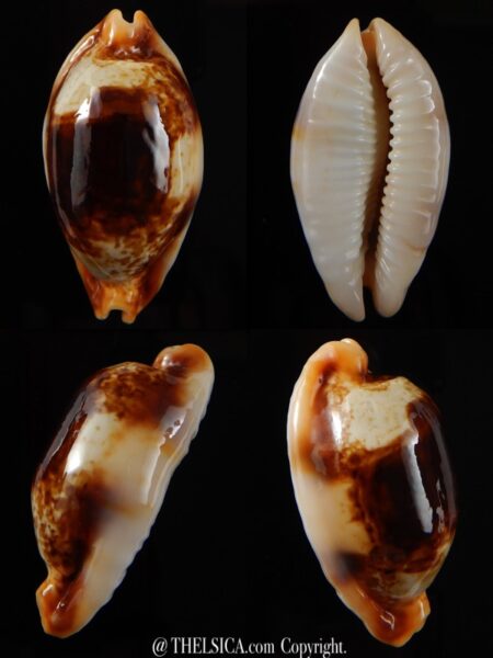 Bistolida stolida crossei N&R 44,38 mm Gem-0