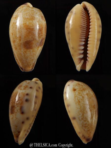 Contradusta walkeri walkeri " Big size " 34,73 mm Gem -0