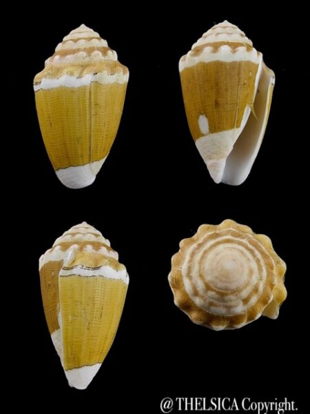 Conus dorreensis 29,3 mm Gem-0