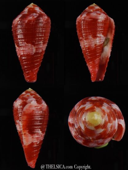 Rhizoconus pertusus ,,,, GIANT,,, 50,14 mm Gem -0