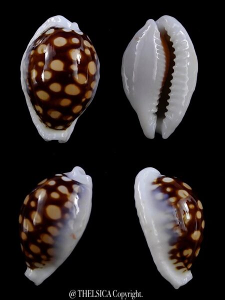 Cribrarula exmouthensis magnifica 27,2 mm Gem-0