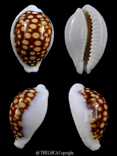 Cribrarula exmouthensis magnifica 30,6 mm Gem-0
