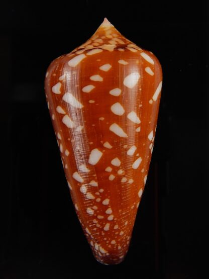 Darioconus crocatus crocatus 59,34 mm Gem-43882