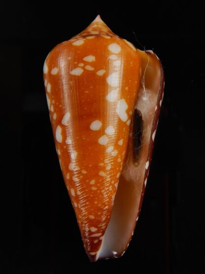 Darioconus crocatus crocatus 59,34 mm Gem-43884