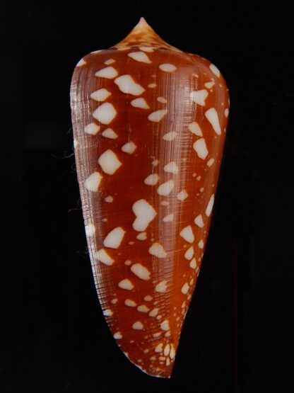 Darioconus crocatus crocatus 59,34 mm Gem-43885