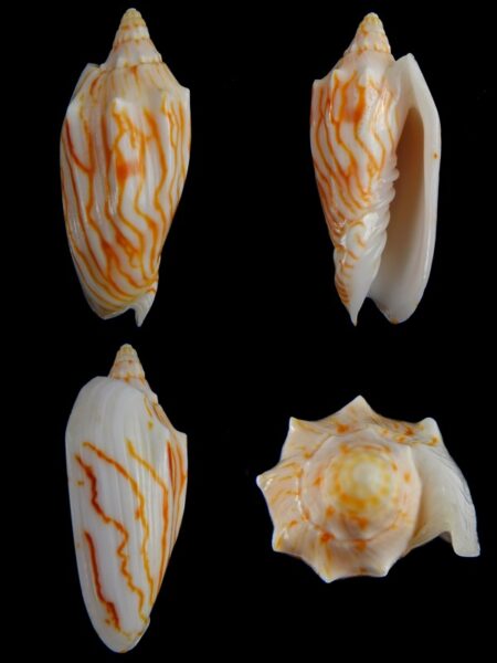 Cymbiola perplicata 67,51 mm Gem -0