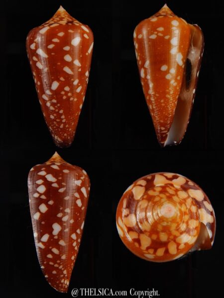 Darioconus crocatus crocatus 59,34 mm Gem-0