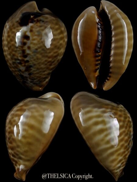 Muracypraea mus mus 52,5 mm Gem-0