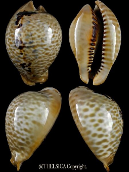 Muracypraea mus tristensis "GIANT" 63,4 mm Gem-0