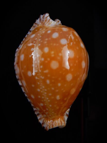 Perisserosa guttata guttata bicallosa 55,2 mm Gem+++-43654