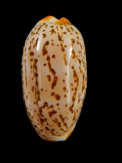 luria isabella gauguini 21,30 mm Gem-43144