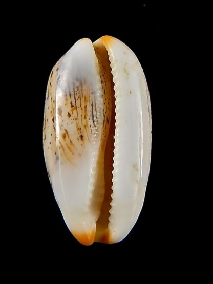 luria isabella gauguini 21,30 mm Gem-43140