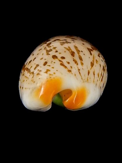 luria isabella gauguini 21,30 mm Gem-43141