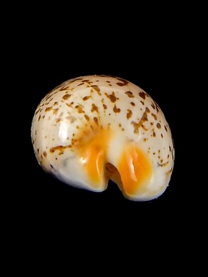 luria isabella gauguini 21,30 mm Gem-43139