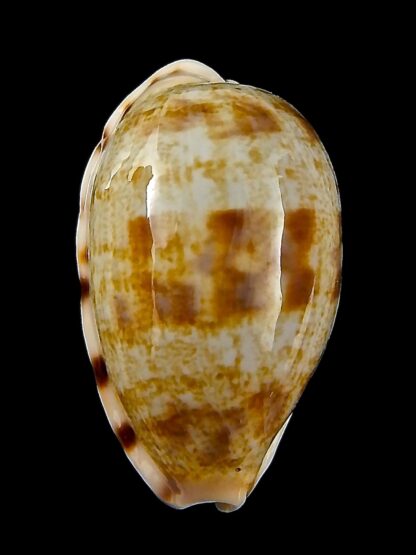 Talostolida pellucens polynesiana 30,61 mm Gem-43191