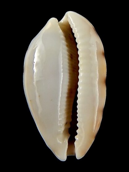Talostolida pellucens polynesiana 30,61 mm Gem-43193