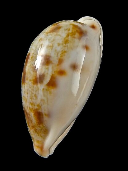 Talostolida pellucens polynesiana 30,61 mm Gem-43194