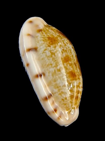 Talostolida teres janae 25,5 mm Gem-43206