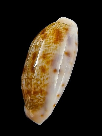 Talostolida teres janae 25,5 mm Gem-43208