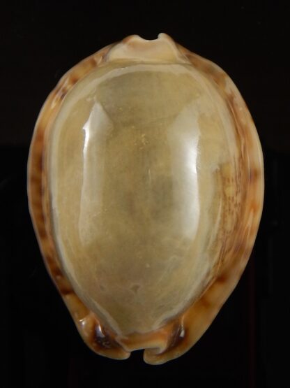 Mauritia arabica asiatica " Overglazed " 49,92 mm Gem-43355