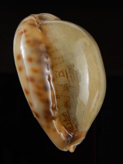 Mauritia arabica asiatica " Overglazed " 49,92 mm Gem-43357