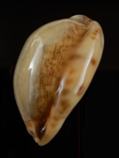 Mauritia arabica asiatica " Overglazed " 49,92 mm Gem-43358