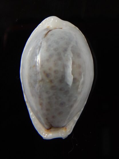 Naria boivinii boivinii 27,64 mm Gem -43409