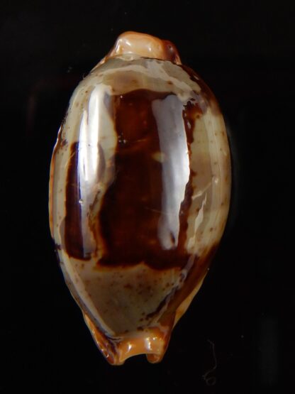 Bistolida stolida " Olango " 32,12 mm Gem-43284