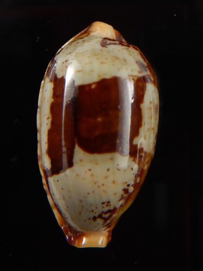 Bistolida stolida " Olango " 29,50 mm Gem-43256