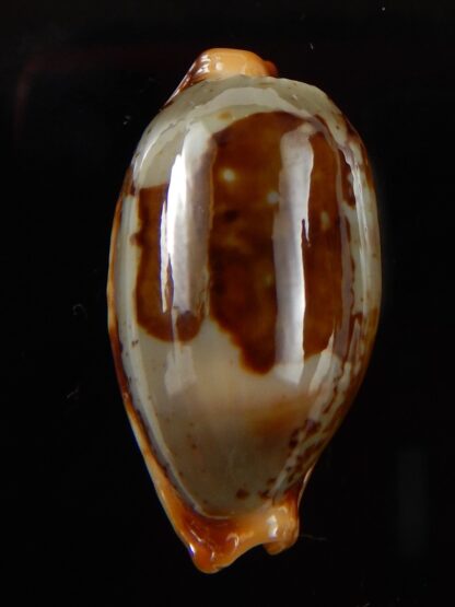 Bistolida stolida " Olango " 30,66 mm Gem-43270