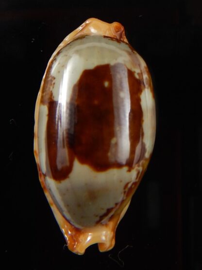 Bistolida stolida " Olango " 31,75 mm Gem-43317