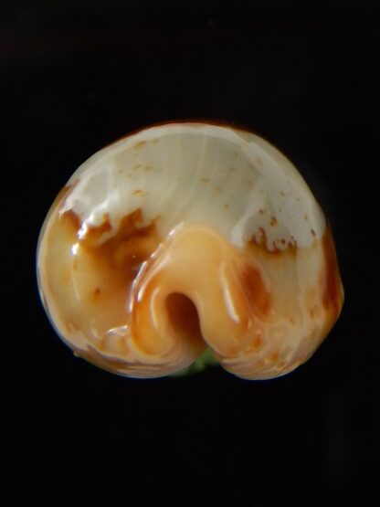 Bistolida stolida " Olango " 31,10 mm Gem-43302