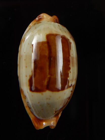 Bistolida stolida aureliae " Big size " 29,33 mm Gem-43455