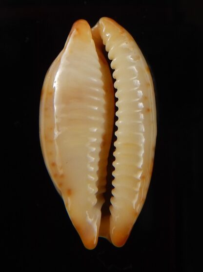 Bistolida stolida aureliae " Big size " 29,33 mm Gem-43456