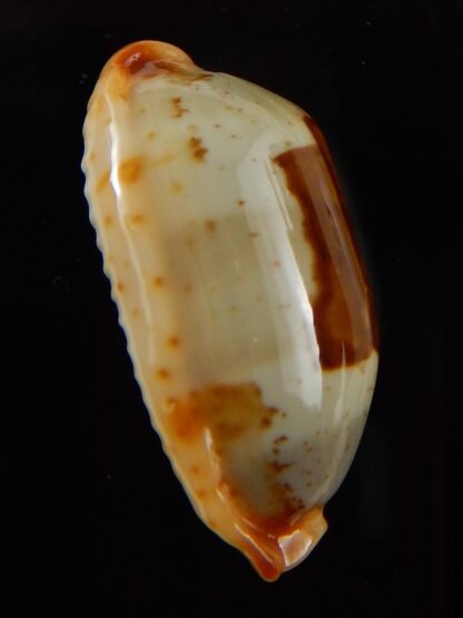 Bistolida stolida aureliae " Big size " 29,33 mm Gem-43454