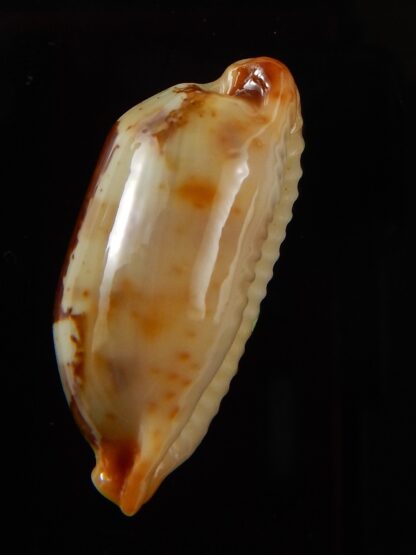Bistolida stolida aureliae " Big size " 29,33 mm Gem-43453