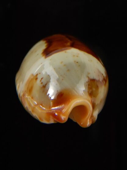 Bistolida stolida aureliae " Big size " 29,33 mm Gem-43457