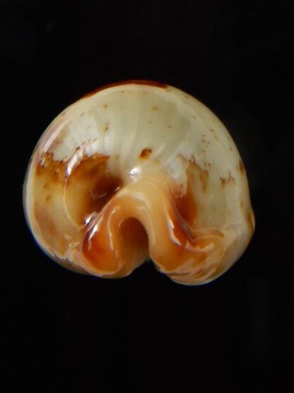 Bistolida stolida aureliae " Big size " 29,33 mm Gem-43452