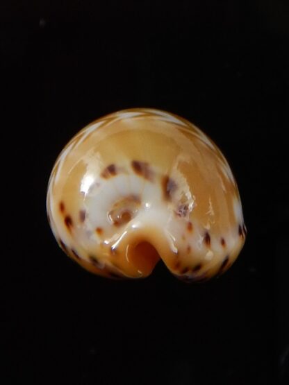 Palmadusta ziczac 19,55 mm Gem-43971