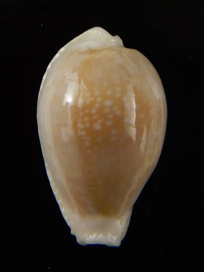 Naria miliaris " Dwarf overglazed " 29,95 mm Gem-43993